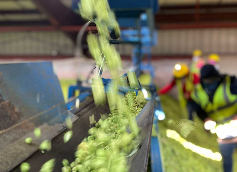 From Field to Fermenter: How Your Hops Are Grown, Picked, and Packed
