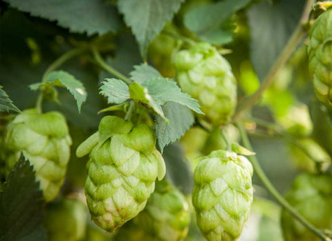 Pellets, Leaf, Hash & Extract, Oh My!