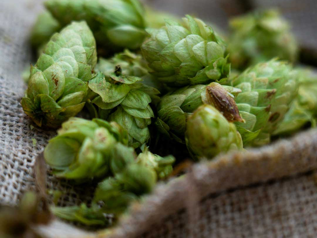 From Field to Fermenter: How Your Hops Are Grown, Picked, and Packed ...
