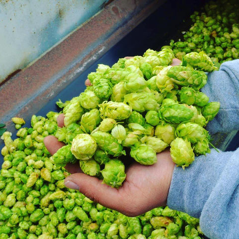 Fresh { Wet } Hops Available!
