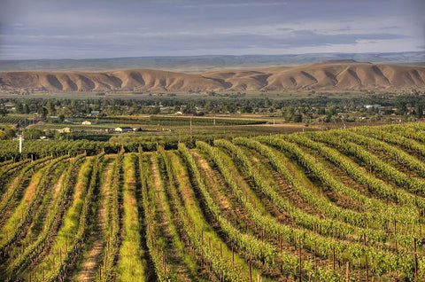 Why Yakima Valley Is the Best Place to Grow Hops in the U.S.