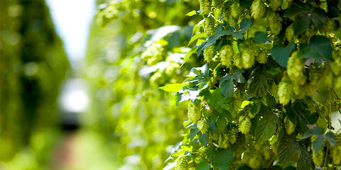 Hop Leaf