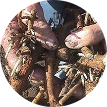 Rhizomes