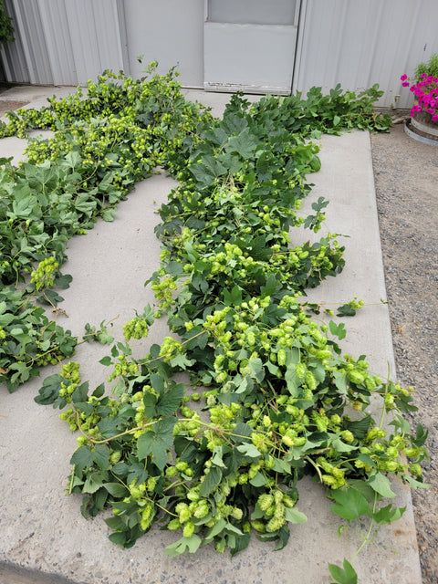 Fresh Hop Vines