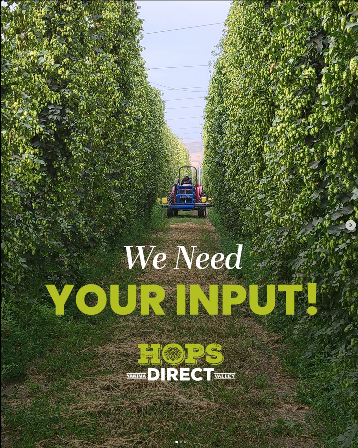 Hops Direct | Buy Hops | Beer Brewing Hops Provider