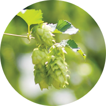 SORACHI ACE - 2026 Leaf