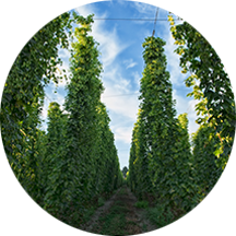 Fresh Hop Vines